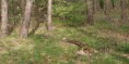 /album/marpat/marpat-listnaty-les-s-podrastom-v-sede-jpg/